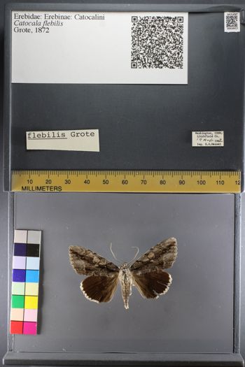 Media type: image;   Entomology 639417